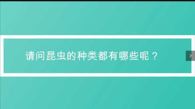 请问昆虫的种类都有哪些呢?