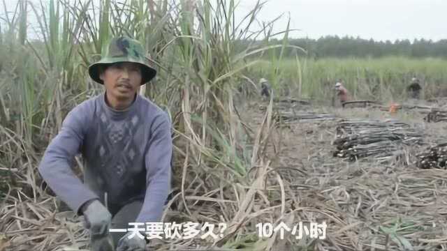 湛江砍甘蔗,山区农民生活真的不容易