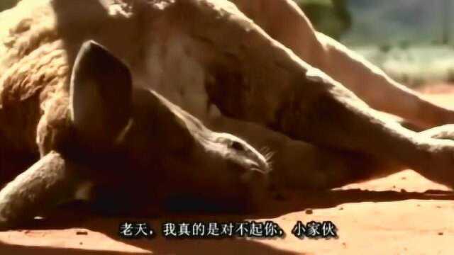 《抢钱袋鼠》袋鼠也爱吃辣条