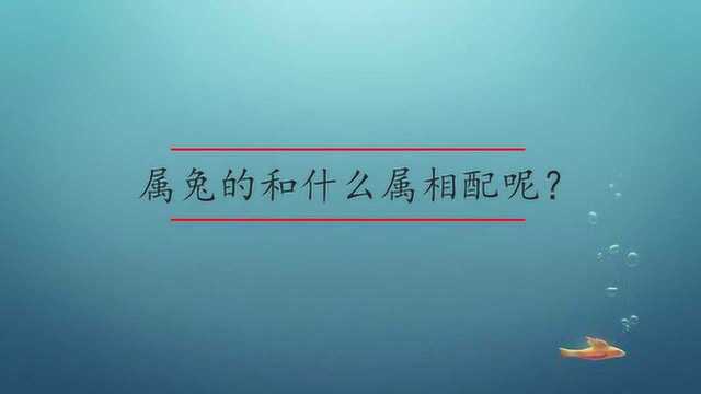 属兔的和什么属相配呢?