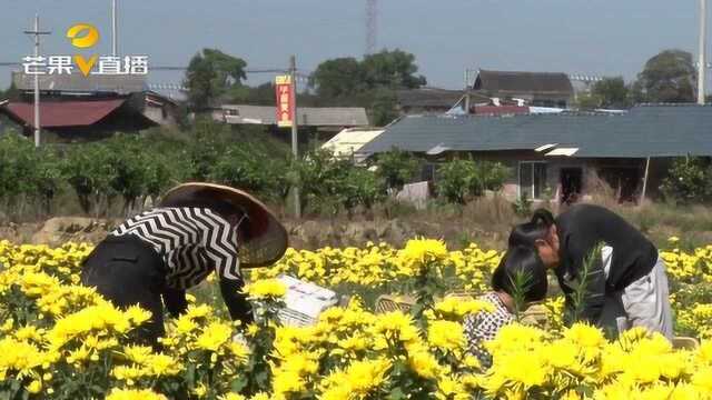 镇上菊花开了:每天可生产干花8000斤,年产值300多万