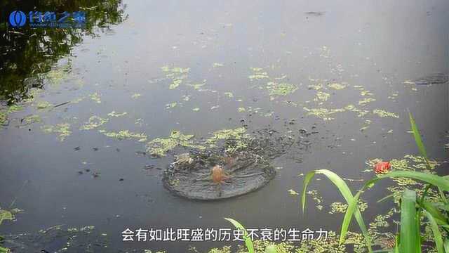 《钓鱼百科》什么是传统钓