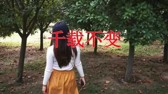 经典音乐,一首《千载不变》歌词句句入心,传递爱的光波