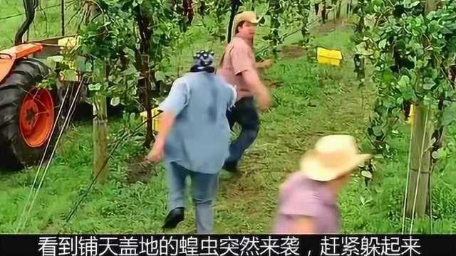 电影推荐:变异蝗虫席卷城市,人类束手无策,只能躲在室内!