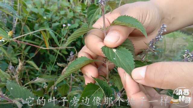 农村一种常见的植物,花蜜蜂很喜欢采,了解一下它的这些用途吧