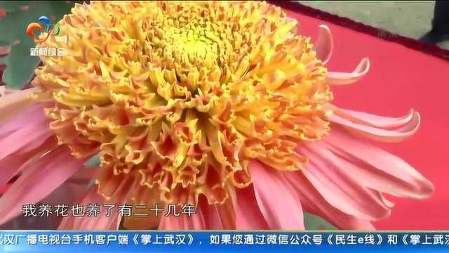 菊王争霸赛:本土菊品“盘龙金咪”夺冠!专家称百年难得一见