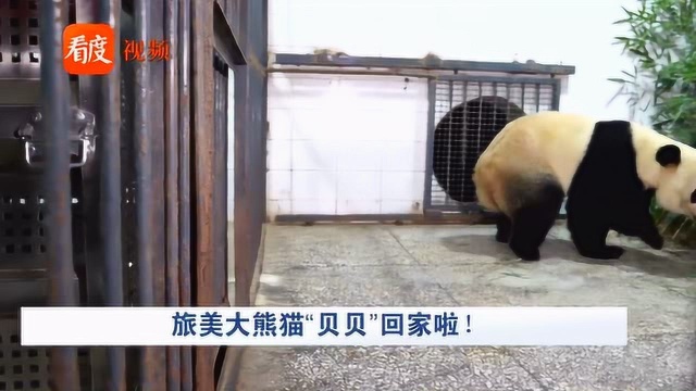 旅美大熊猫“贝贝”回家啦!一个月检疫结束后与公众见面