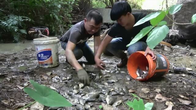 老林发现村边的水潭有野货,用抽水机把水抽干,收获满满一大桶