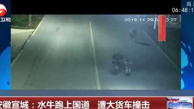 三头水牛夜间出来散步 一头水牛不幸撞车身亡 其他两头一副受惊吓的样子