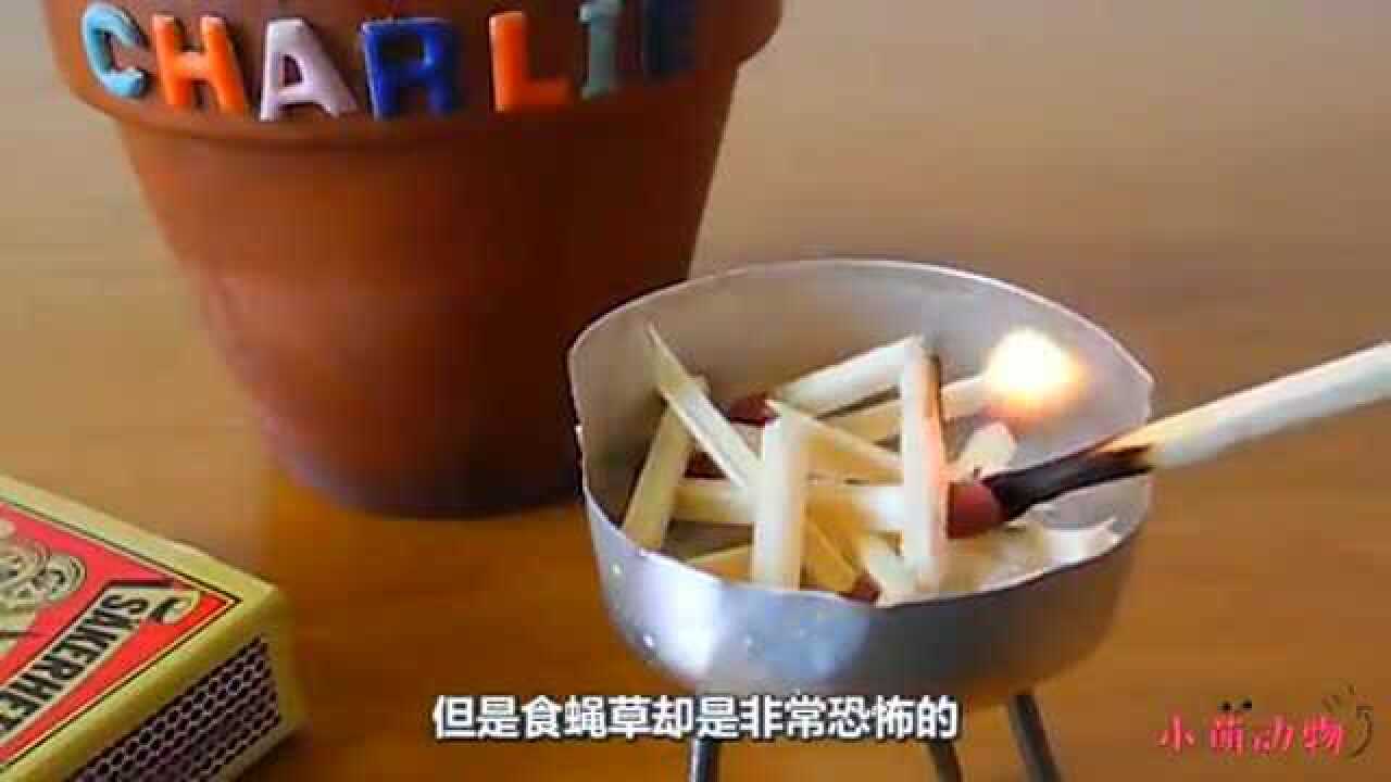 男子养食蝇草!没想到被咬了!男子报复的方式太搞笑腾讯视频