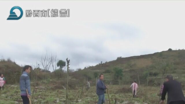 鲁屯镇:2000多亩蜂糖李促农增收