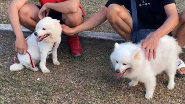 超过15只狐狸犬的大聚会,赶紧来看一下,到底它们有多相似