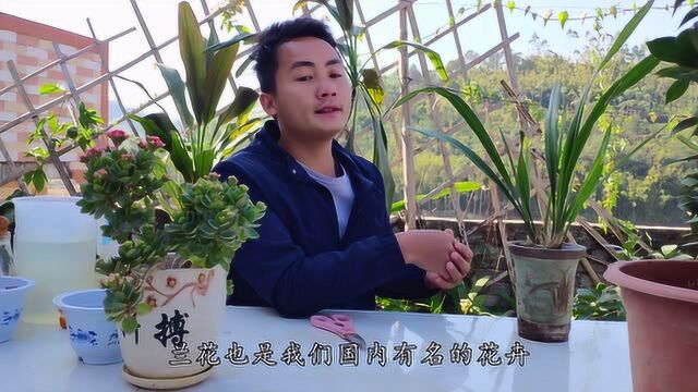 快入手这3种好养喜冷的花卉,在冬季也有花可赏