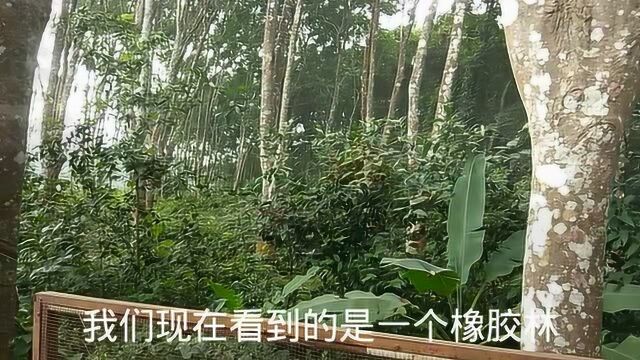 实拍云南西双版纳热带雨林独树成林景区,观赏有着900多年树龄的榕树