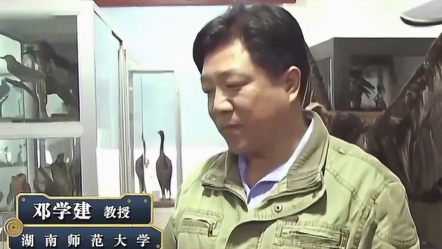 村民看到“红毛野人”,专家却怀疑是看走眼,终于找到标本