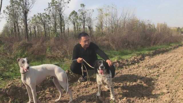 英国史宾格猎犬为何也能成为警犬?智商高,易训化,天生嗅觉灵敏