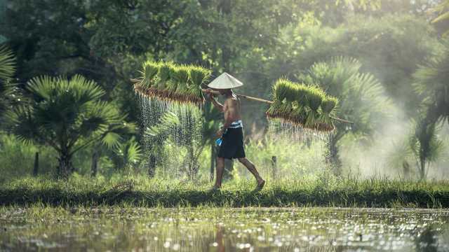 【科学嬉游记】农民伯伯怎么种植粮食呢?