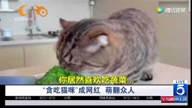 贪吃猫咪 成网红 萌翻众人!