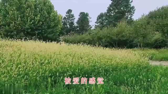 经典音乐,一首《雨蝶》歌词句句入心,唯美又动人