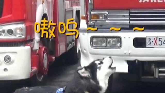 追星成功!狗子模仿消防车警笛走红 成功登上消防车