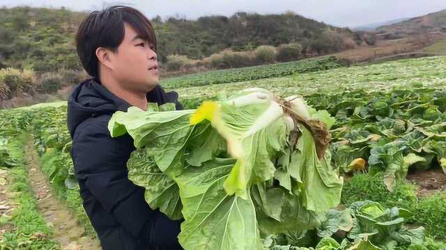 一亩地产一万多斤的大白菜赚钱吗?浅谈做农业的困难与风险