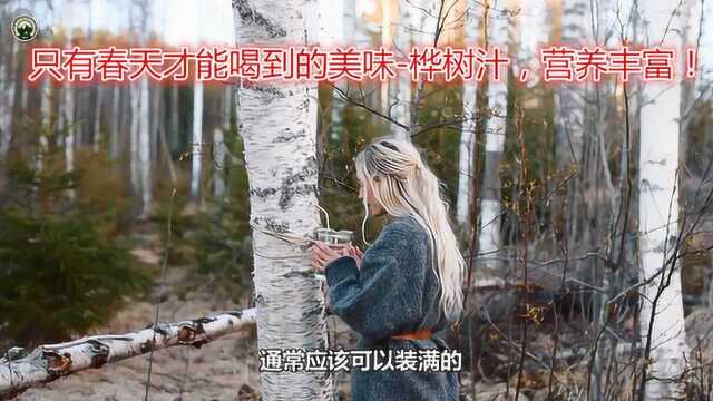 林间精灵:春天才能喝到的美味,营养丰富,矿物质多的桦树汁!