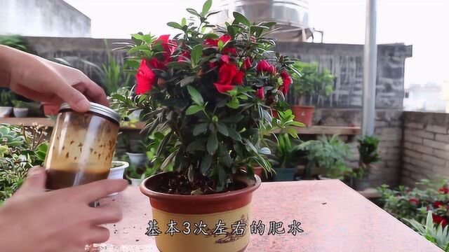 养杜鹃,2点尤其重要,认真且仔细做一遍,花开一茬又一茬