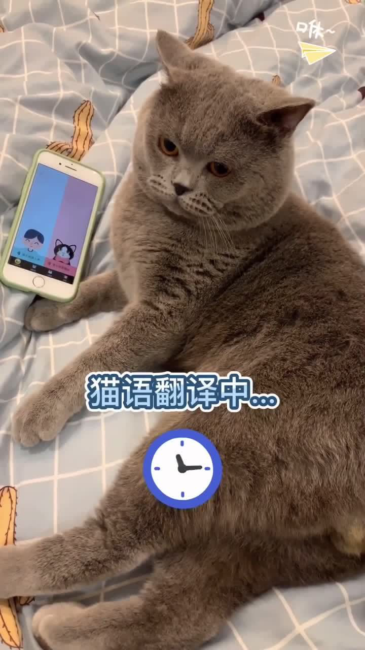 不给摸的猫我只好用猫语翻译器了