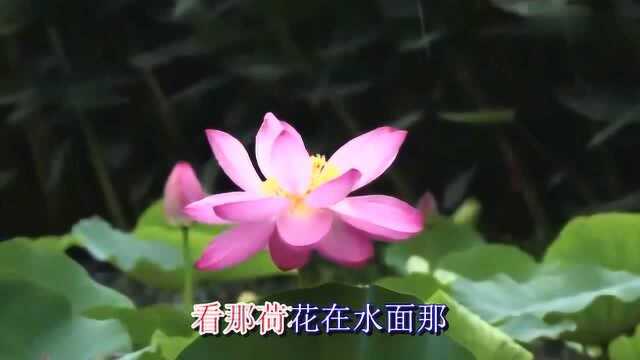 童丽一首《荷花颂》,人人见了心欢喜