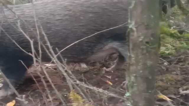 野猪带幼崽在大山里找吃的,中了狼提前设好的圈套,狼晚上可以美餐一顿