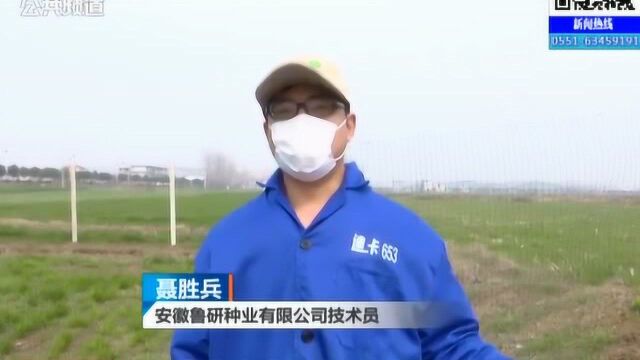 凤阳:战疫情 抓农时 春耕生产有序恢复