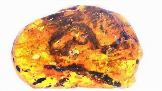 至今9900万年的琥珀被发现,里面包裹着多种未知的远古生物