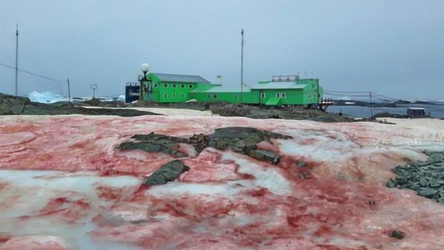 南极出现红色雪? 科学家:这不浪漫还可能很危险