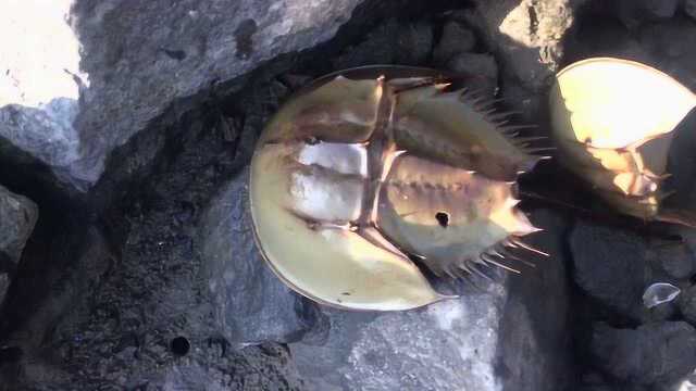 小晖赶海发现国家保护动物鲎鱼搁浅海边,这家伙可是远古生物哦