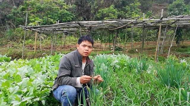 人们称的懒人菜,非常适合农村人种植,真实用