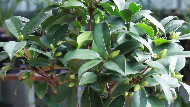 茶花孕蕾期,最爱吃这种有机磷肥,轻轻撒一把,花苞挂满枝