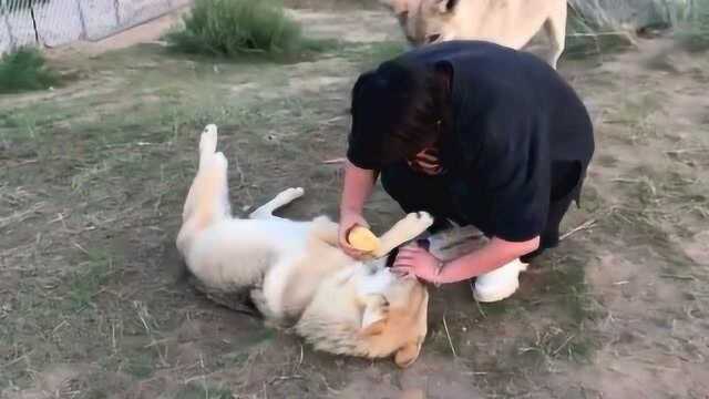 驯狼姑娘给狼吃柠檬,看到接来发生的一幕,不知道小姐姐会不会后悔!