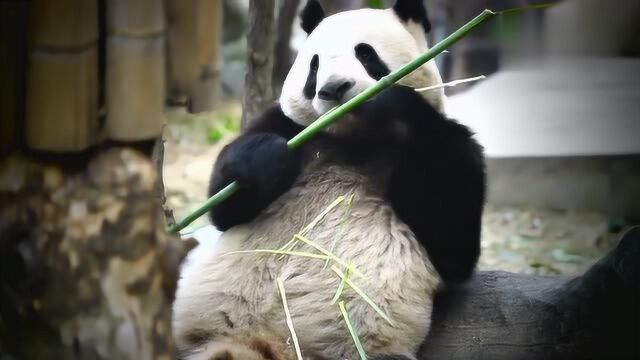 大熊猫雅竹作为一只没下巴的大熊猫,像猪一样可爱