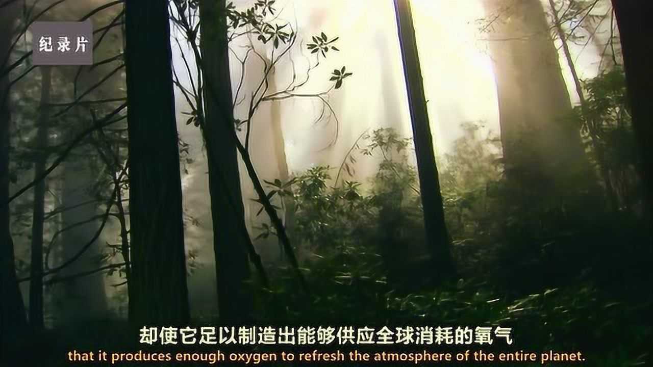 泰加林的夏季对动植物是生机还是危机?阳光、雨水还有丰富的食物!