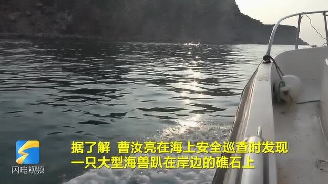 79秒丨罕见!烟台长岛海域首次发现北海狮