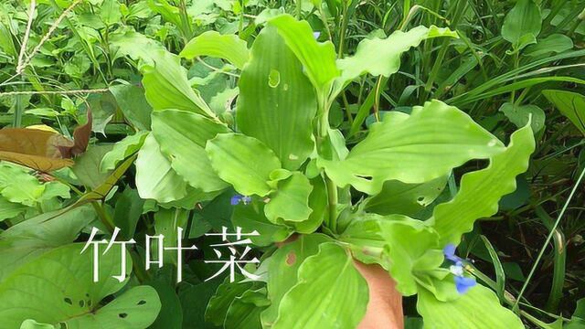 农村常见的野菜不仅好吃,它的药用价值很高大家有认识的吗?