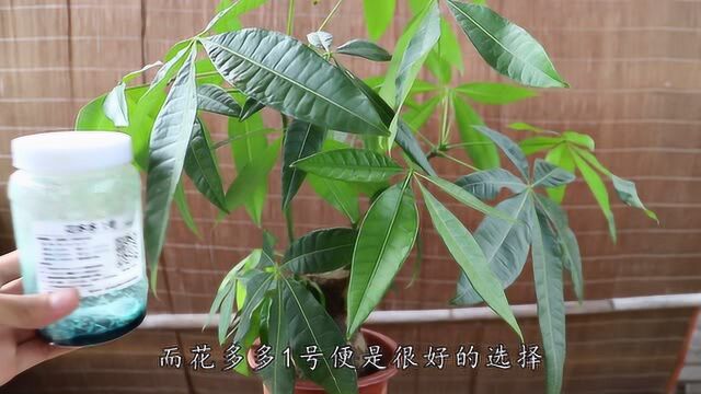 每月往发财树盆里丢4克小玩意,茎干增粗叶子猛长