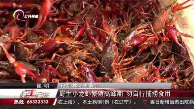 野生小龙虾繁殖高峰期 勿自行捕捞食用