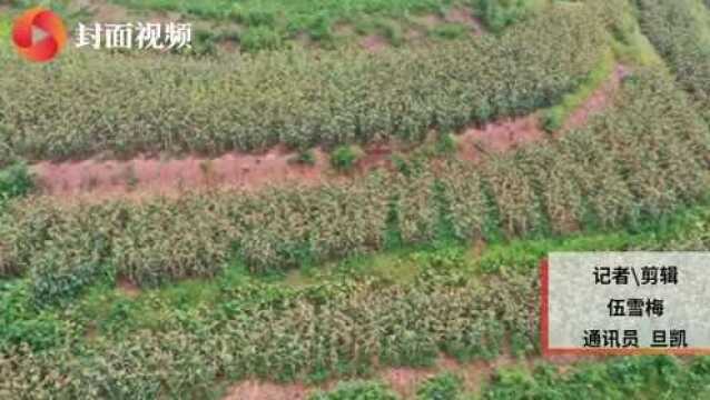 现场签约2.4亿 四川宜宾举行2020年酿酒专用粮采购商大会