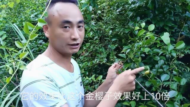 没想到全身长满刺的野果全身是宝,一斤能卖300多,稀有的植物