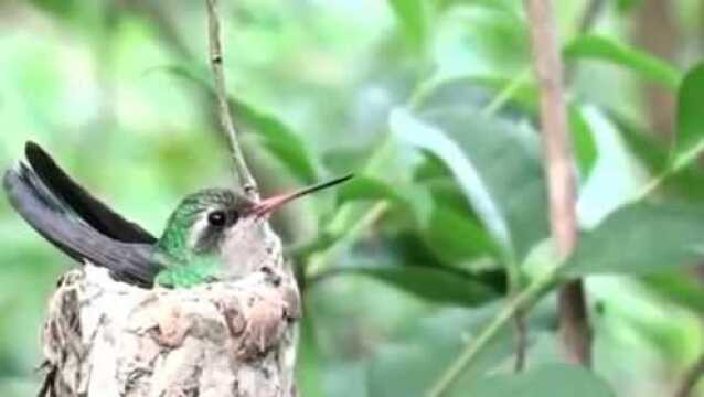 峰鸟育雏作品推广,大自然真的很奇妙,万物皆可爱!