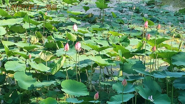 7月里游吉林北山好去处,避暑纳凉赏荷花,一片青山绿水世外桃源