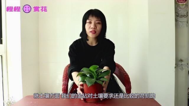 金钻的种植原来这么简单,以前还不是很懂,真是有些浪费了