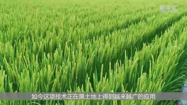 省肥省工还环保——侧深施肥技术助力我国水稻绿色高效生产