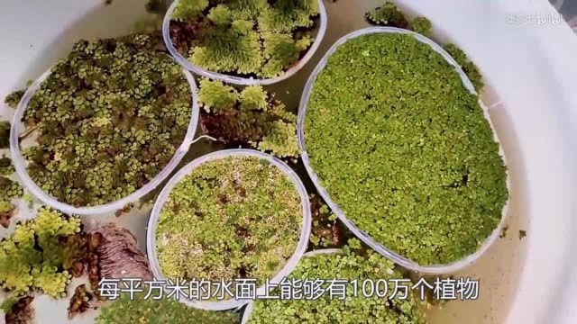 它既是植物,也是花,它被称为世界上最小的花!他竟然能变成肉!